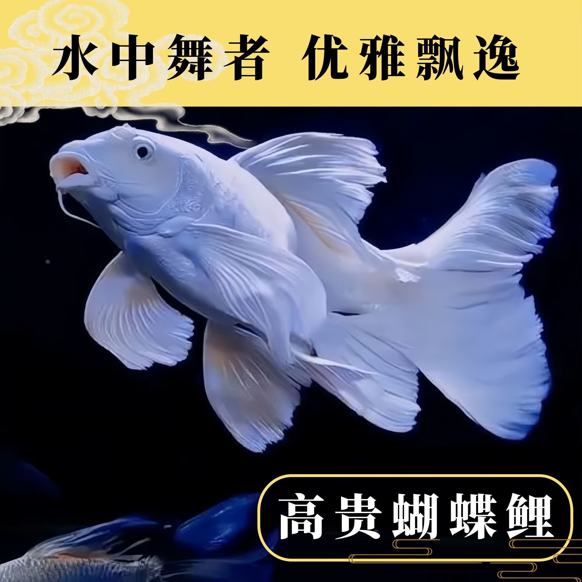 纯种普身蝴蝶鲤大鳍大尾活体冷水观赏鱼好养耐活