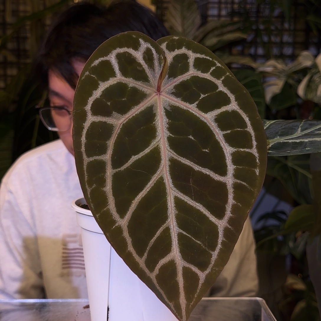 完全开放F02SKG红