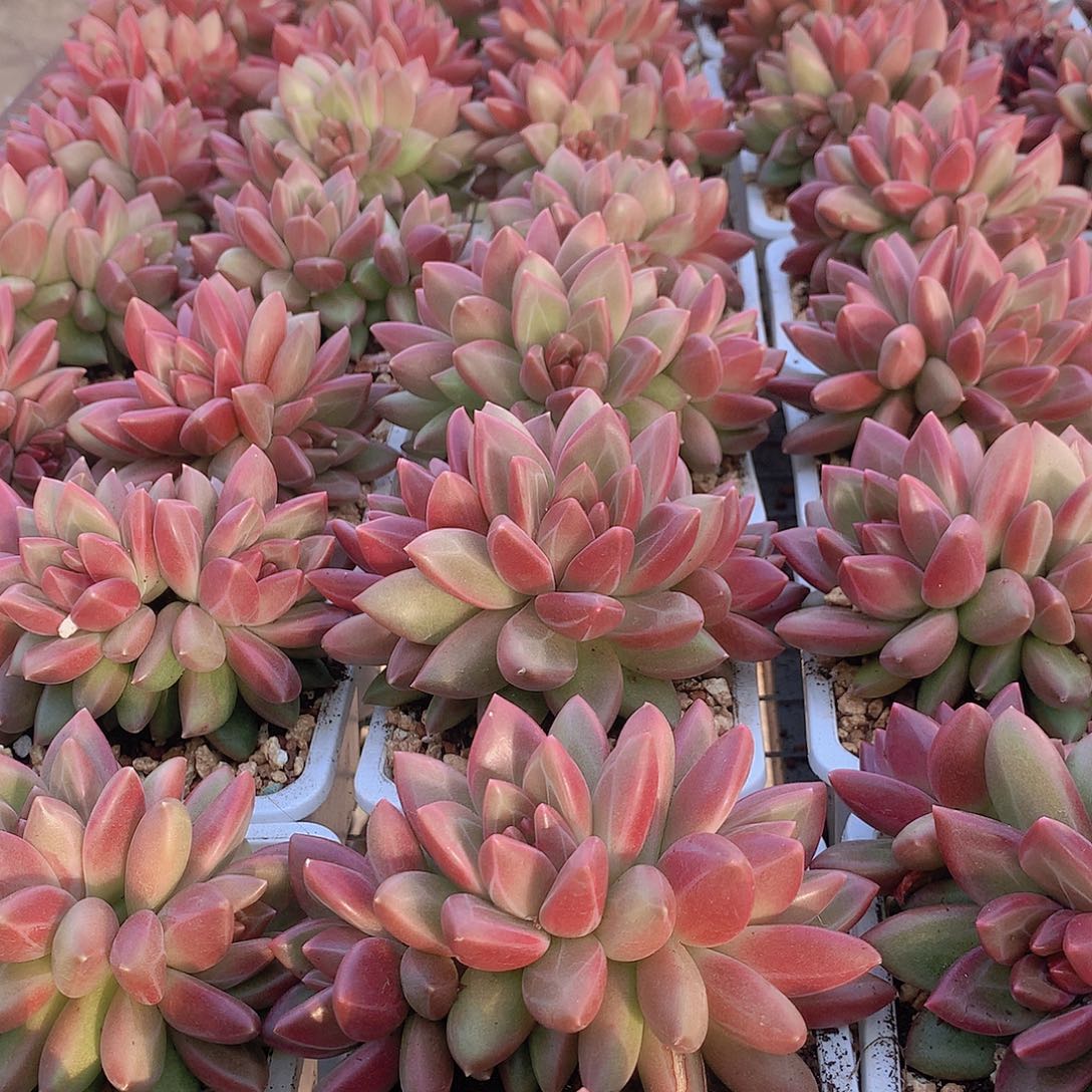 迷雾泡泡多头群356789990000