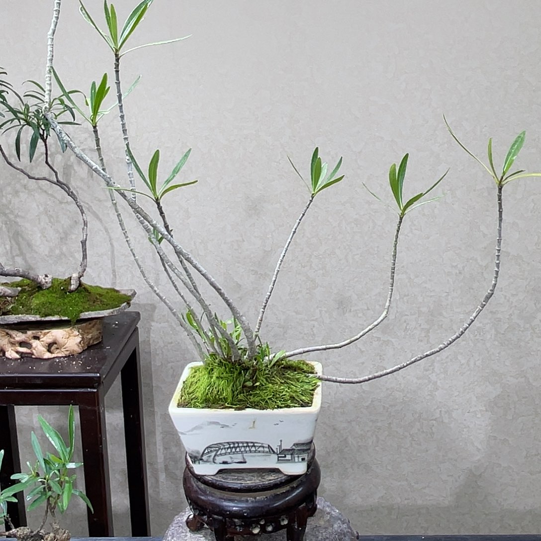 ****知无花朵12547996888860899