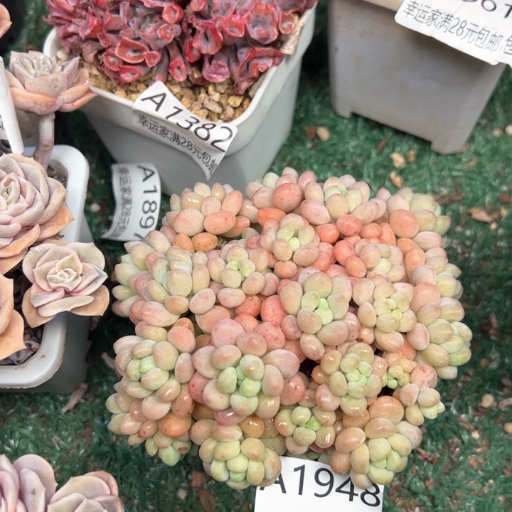 幸运的是我的朋友是