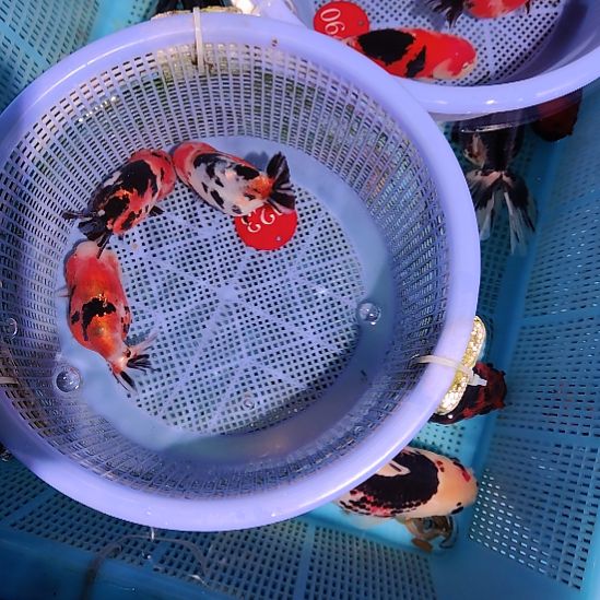 金鱼023兰寿三只特价顺丰包邮