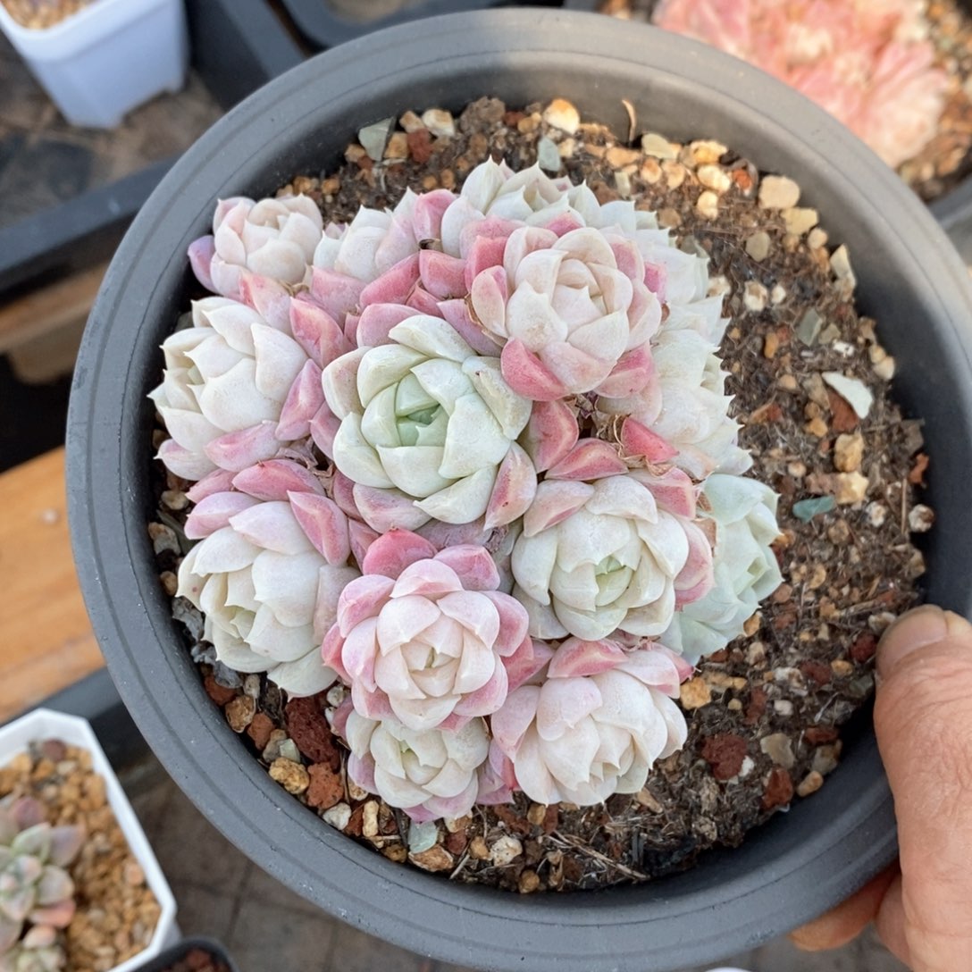 精品多肉一物一拍不包整56