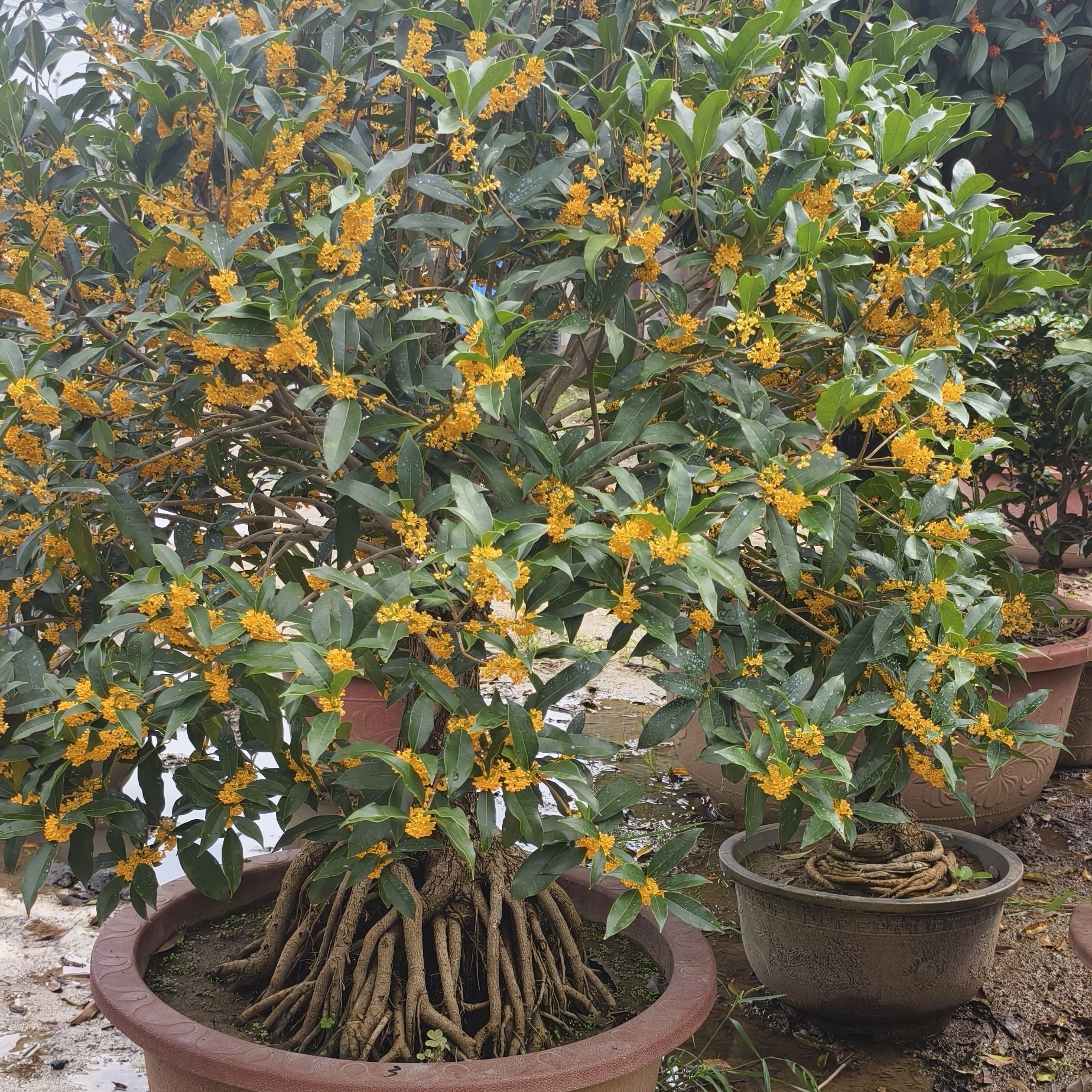 一物一拍浓香型金桂、沉香桂、丹桂、四季桂、佛顶珠、盆栽、地栽