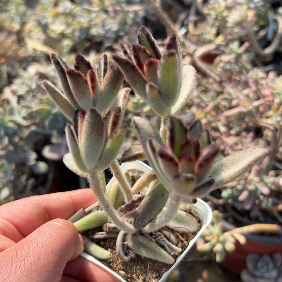 多肉植物多肉植物
