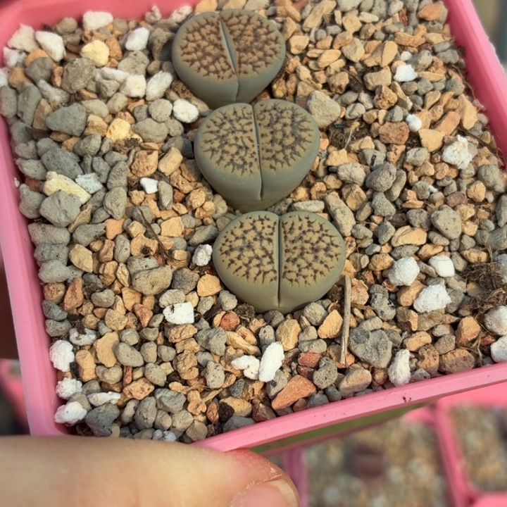 952三颗血点c159朝贡玉