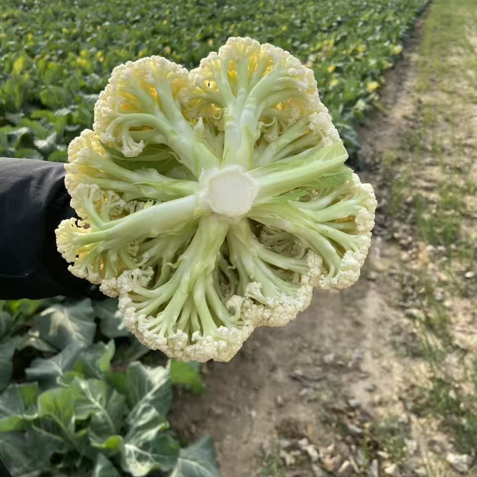 河南露天种植鲜甜脆嫩松花菜 散花菜当天采摘发货2-5装