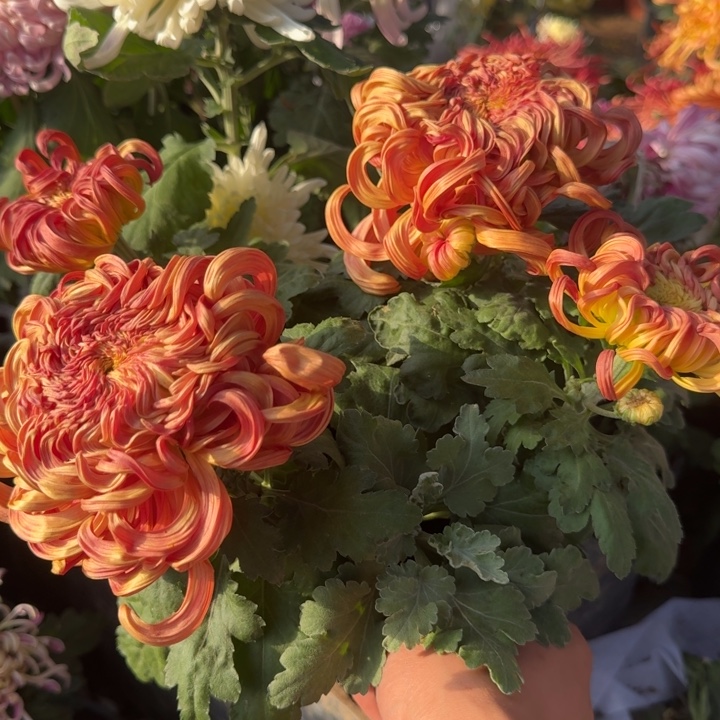 淡***憶完全开放太平的红叶