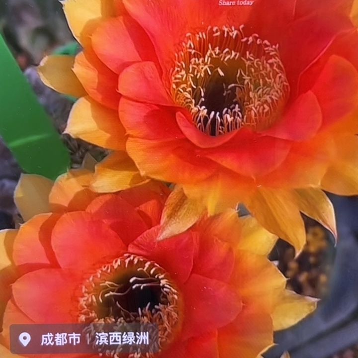 无花朵无根彩草歪cc191
