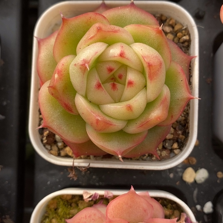 玉玲珑 多肉 12.16