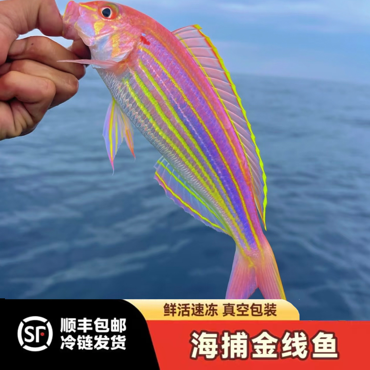 3条/斤 海钓金丝鱼 金线鱼 刀里当天渔船出海海捕海鱼生鲜批发