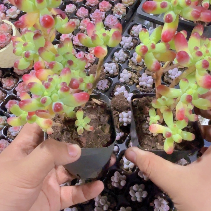 灯泡乙女心一颗福利