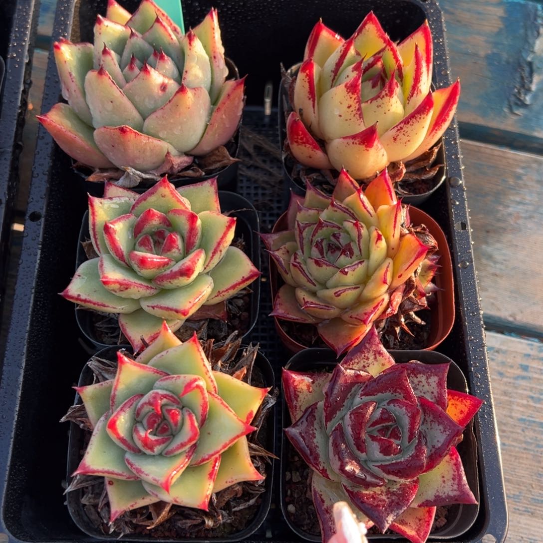 从前慢多肉精选编号0114.178