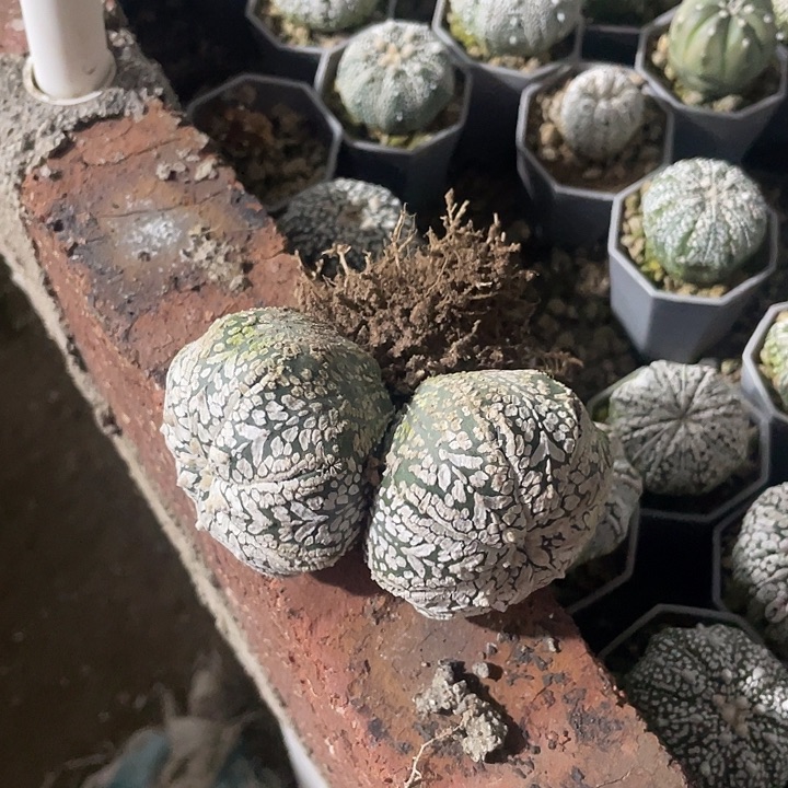 L***️实生V兜福利福利福利