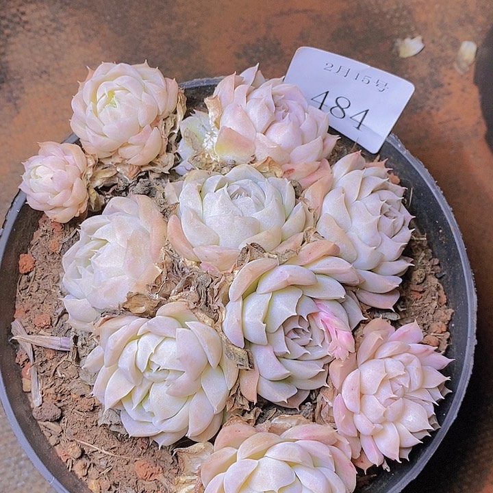 【闪购商品】云484