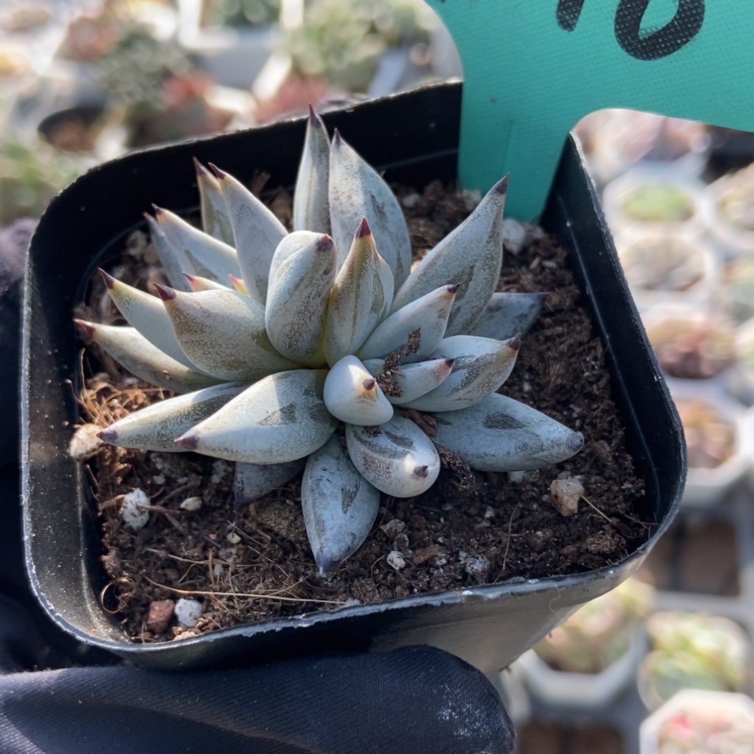 7216魔爪多肉植物多肉