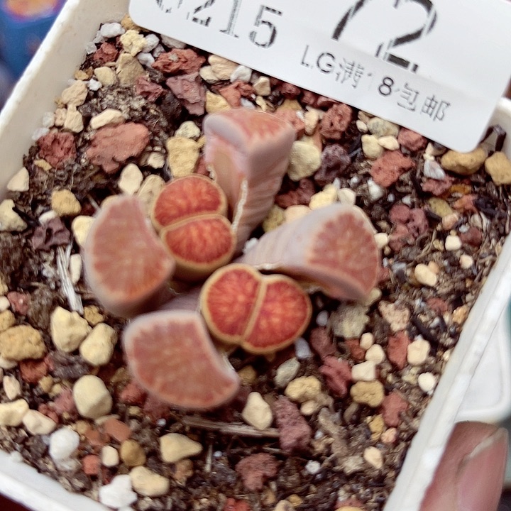 郎哥多肉生石花15-72