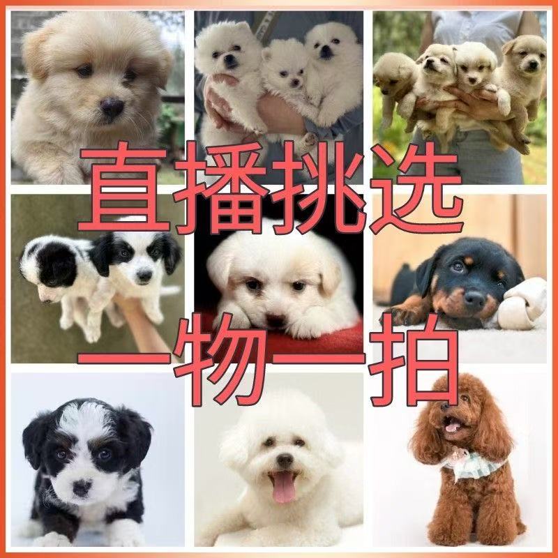 狗狗活体金毛比熊泰迪博美拉布拉多蝴蝶犬幼犬直播挑选宠物