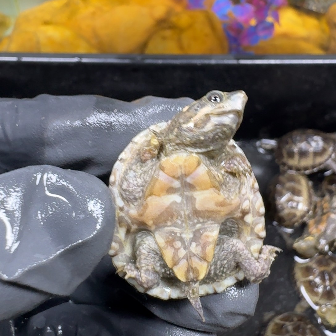 蛋龟不分公母麝香