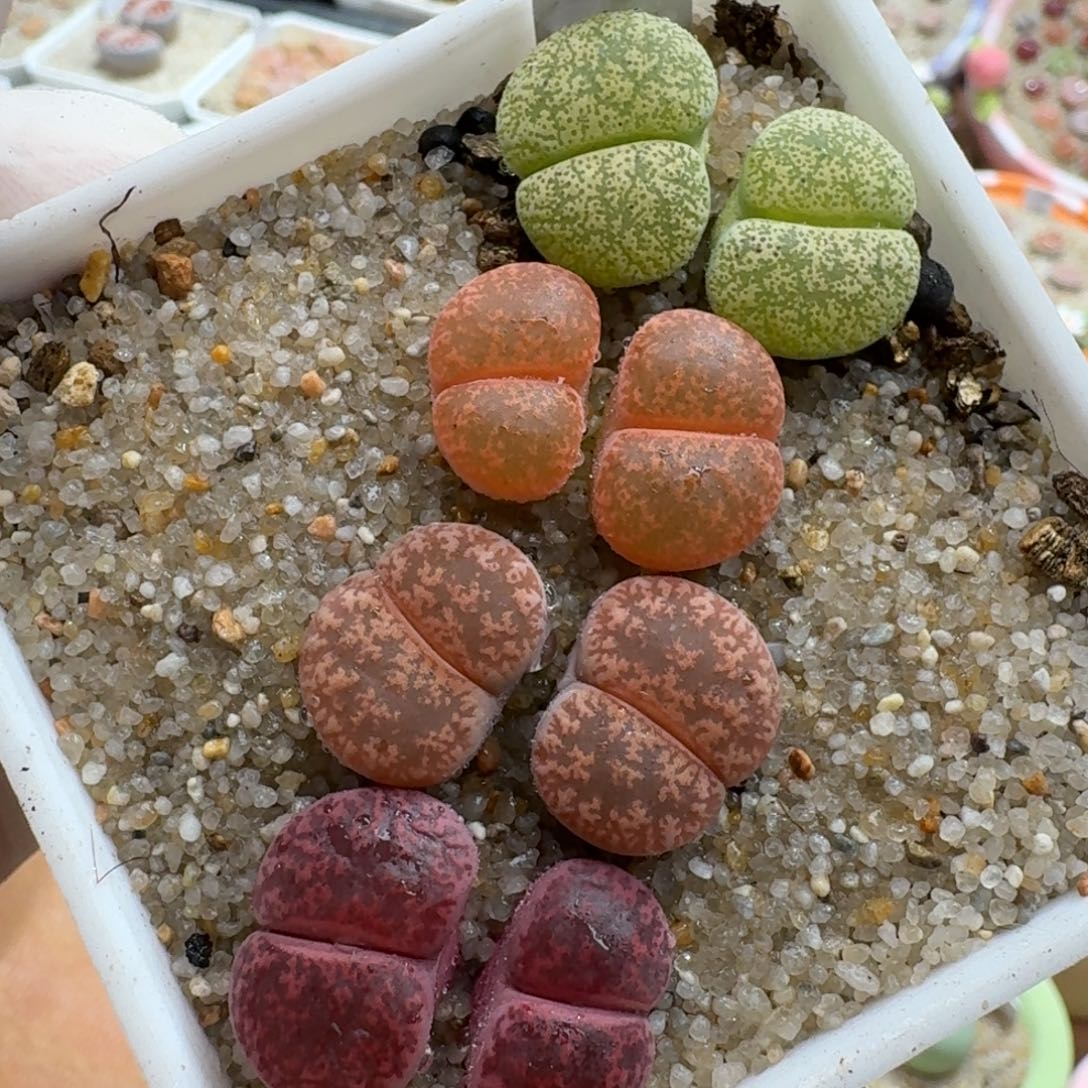 1224-06双头彩套生石花