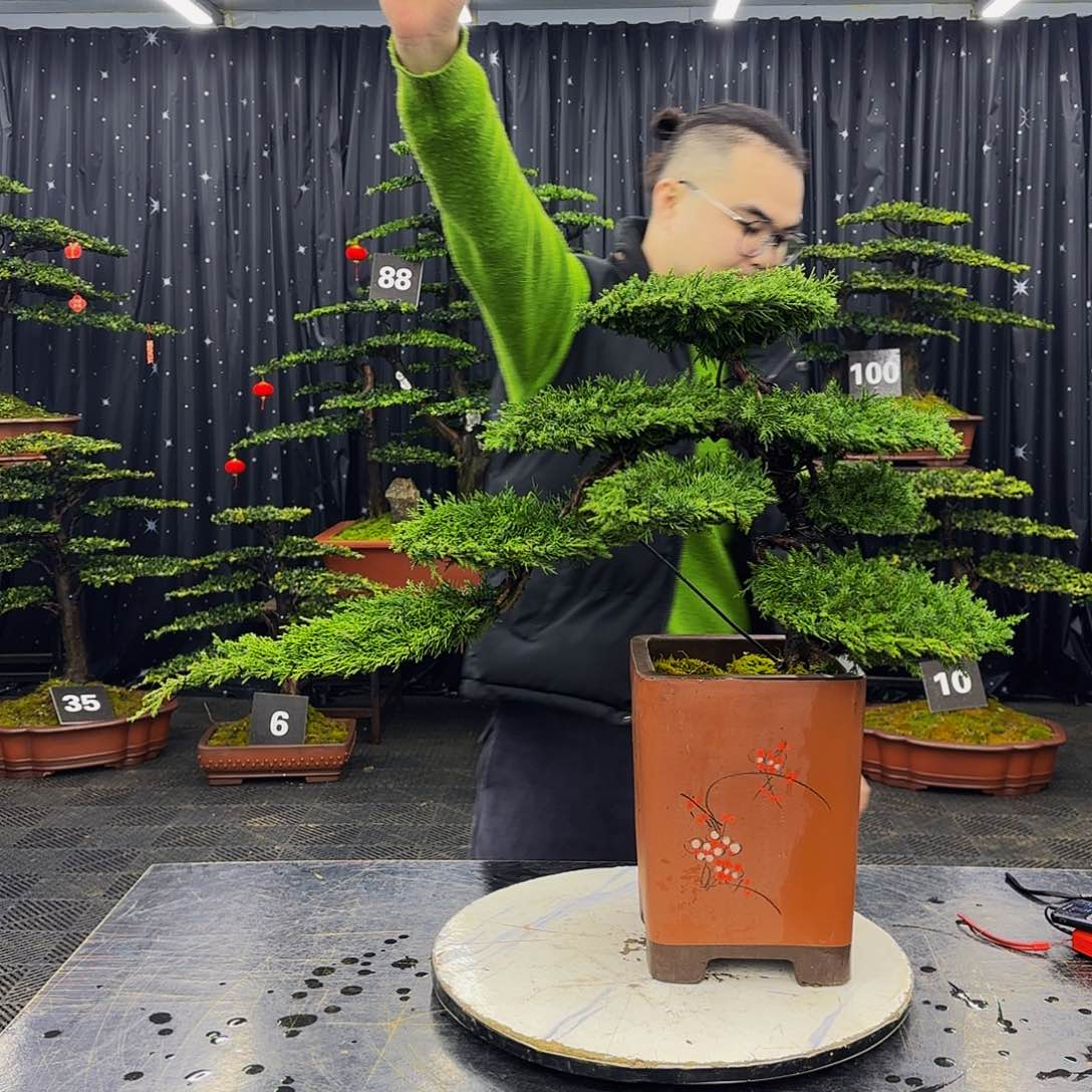 龙爪松高端造型盆景