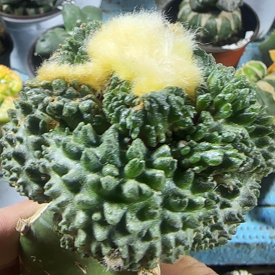 大尤哥怒859仙人球开花了