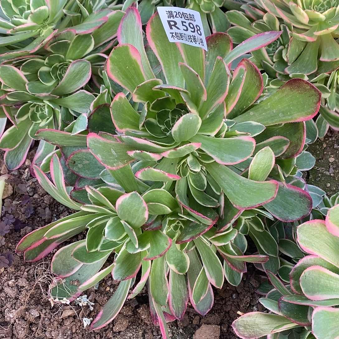 598粉花妖多肉法师锦