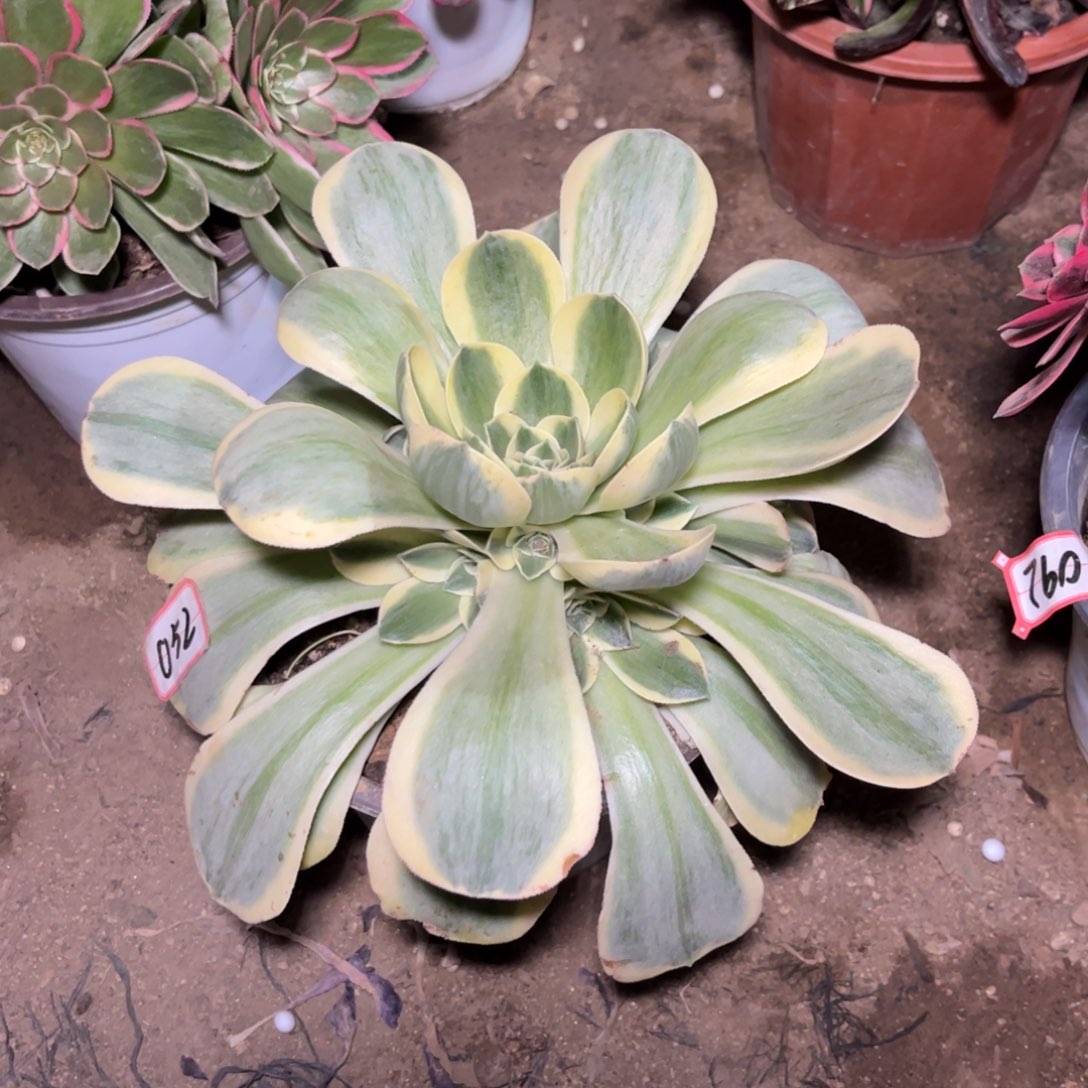 052多肉植物香炉盘超白锦