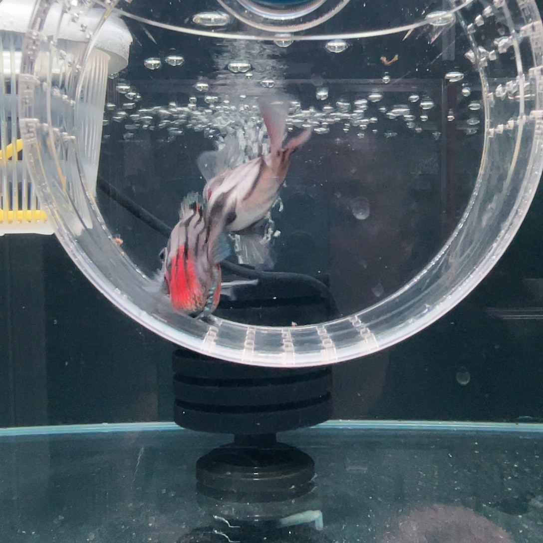 鹦鹉鱼摩卡的一对一