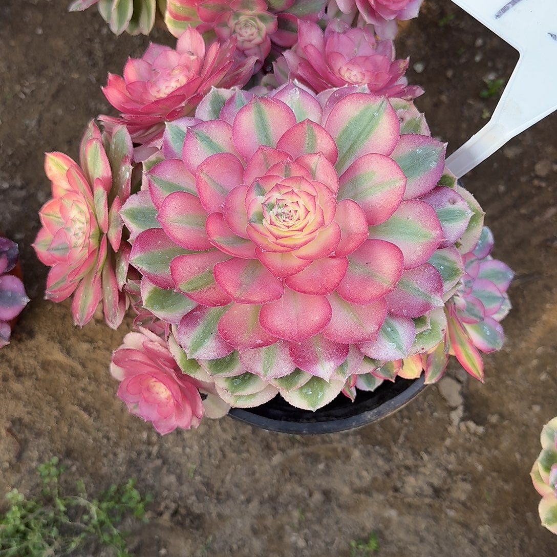 4521倾城多肉法师多肉