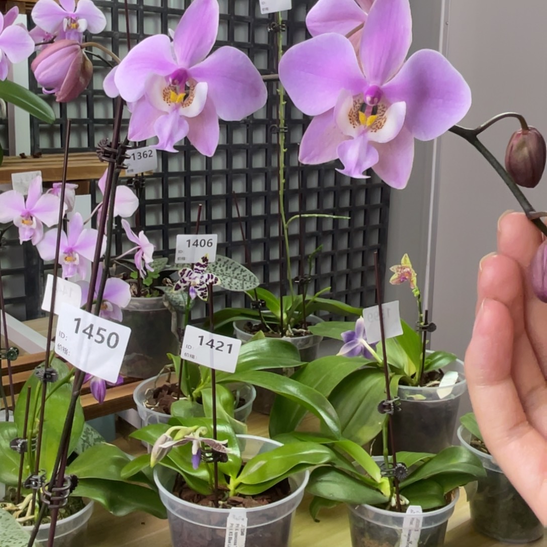 完全开放玉兔-晚上浓香玫瑰香-1450