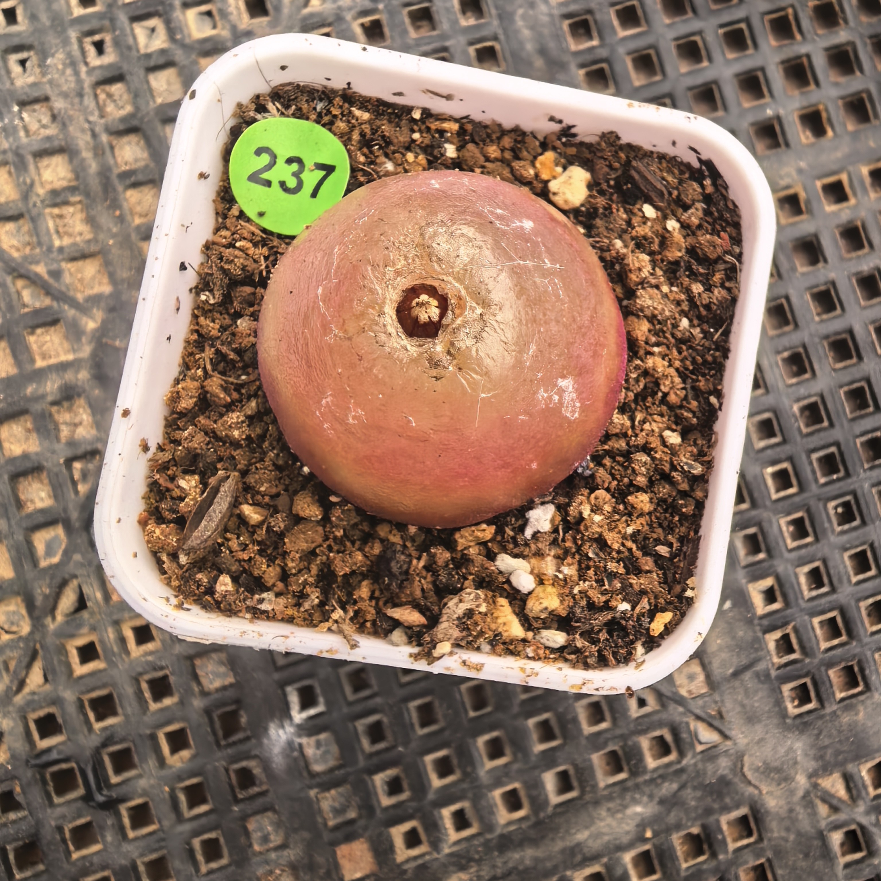 灯泡2.9CM带盆多肉237