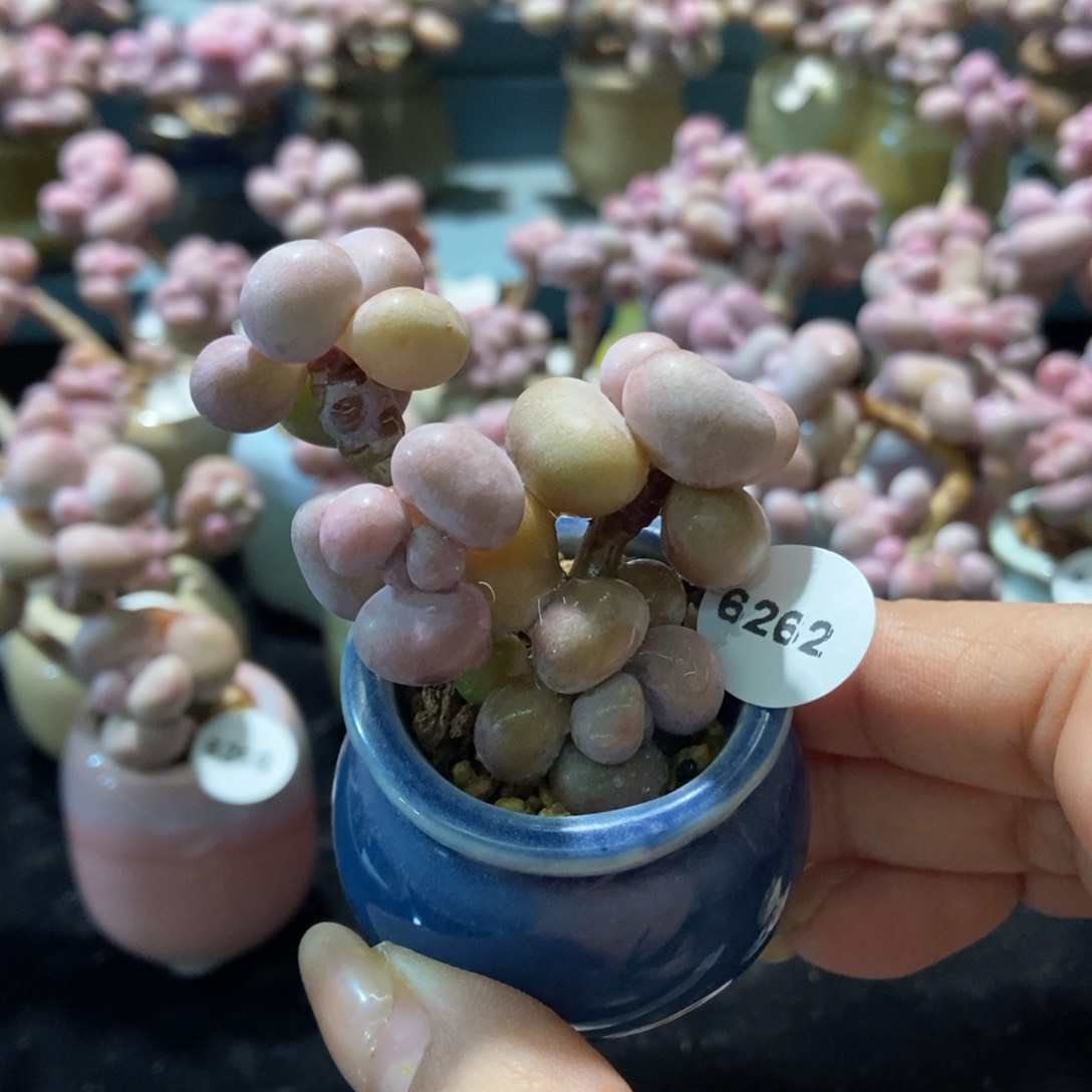 6262糖果腰子蛋带盆土