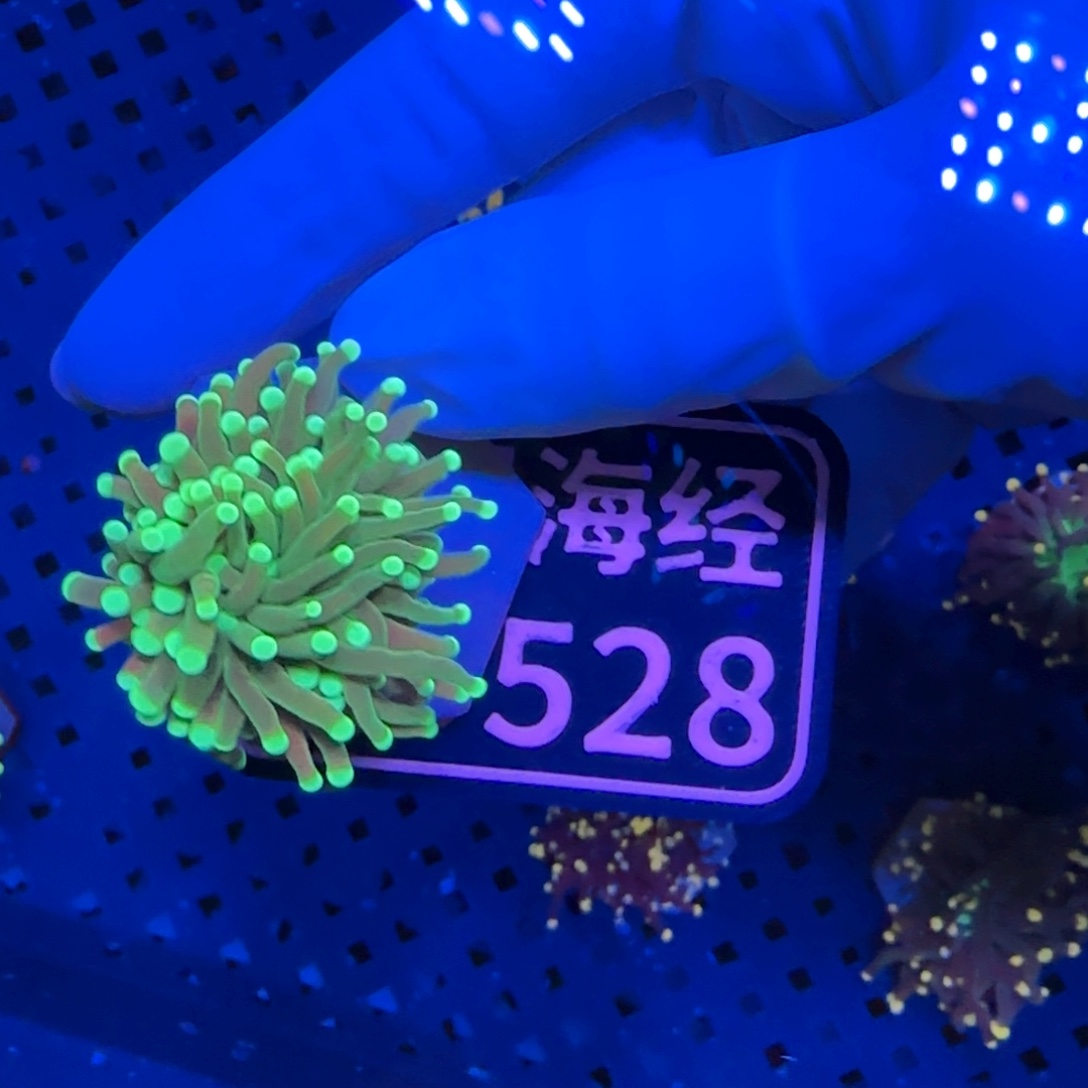 Y***.纽扣珊瑚又又不包邮绿火柴D528