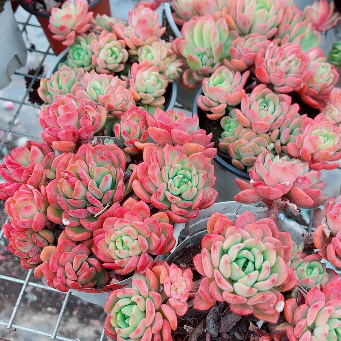 芬达多头群生老桩二盆