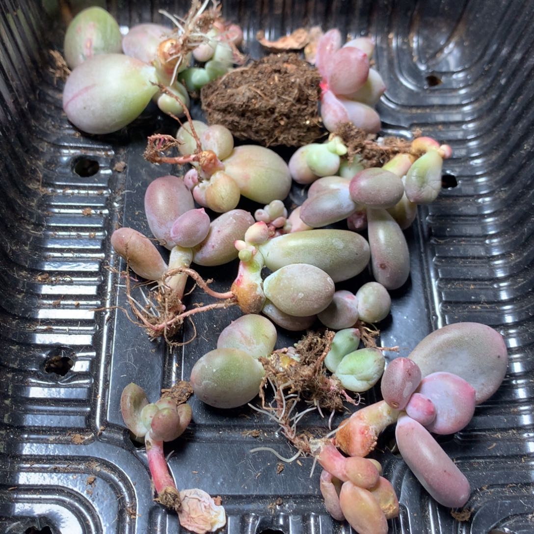 米***狗和高后给哈更尴尬一起