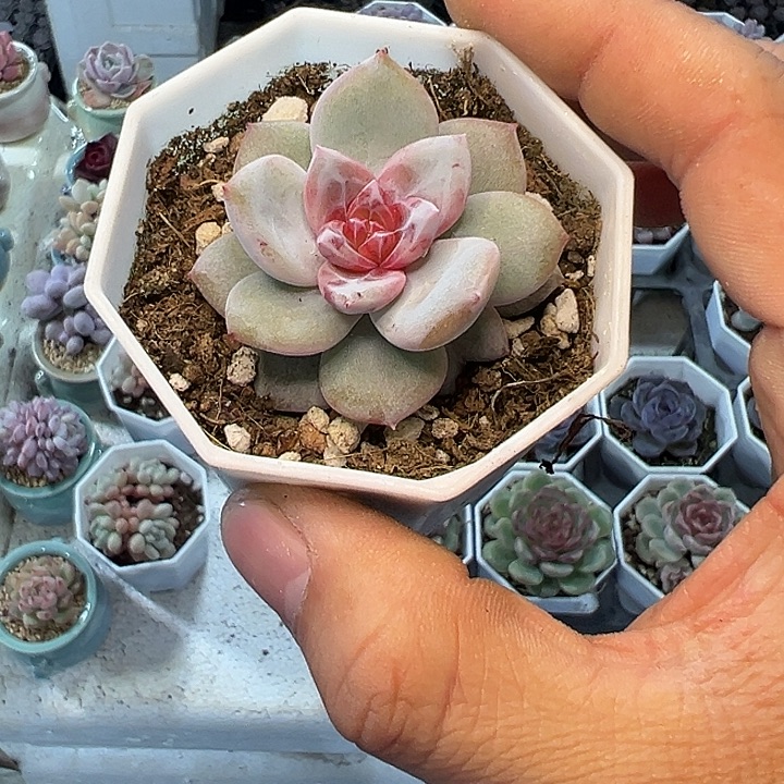 雪天使 满3颗包邮