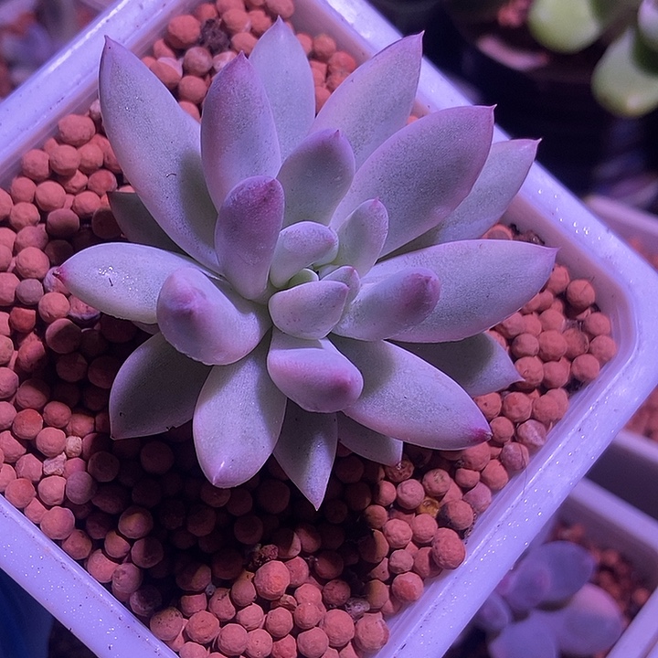 所罗门巨人锦多肉植物