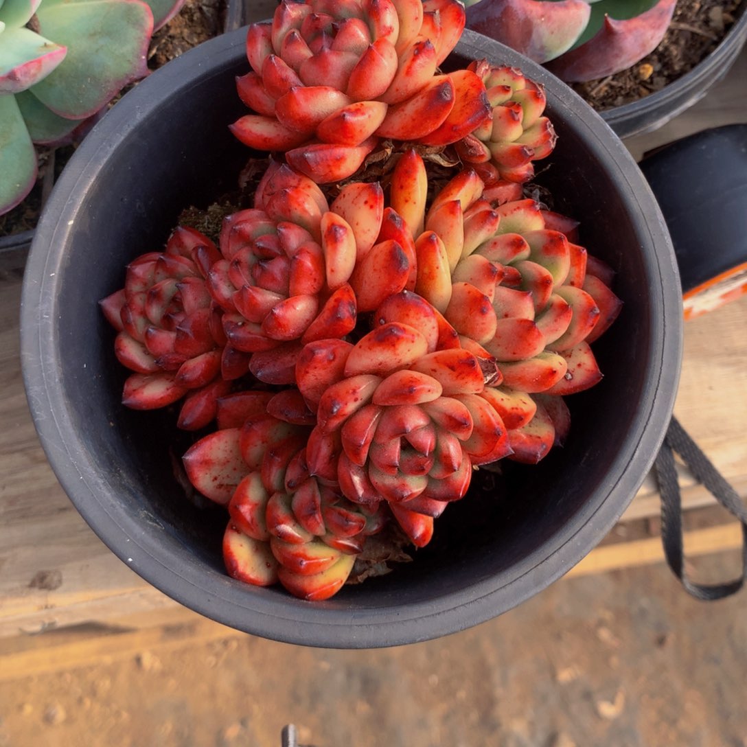 TM群生多肉植物群生