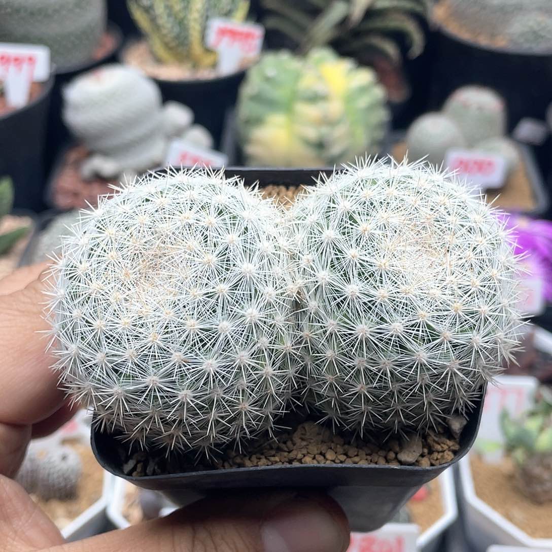 实生双头满月仙人球