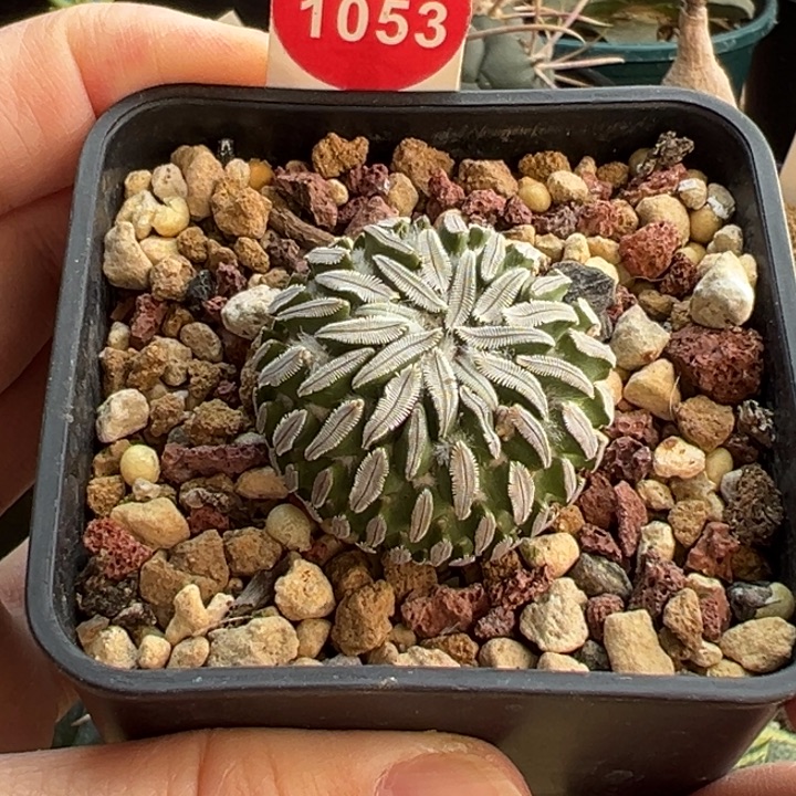 实生精巧丸3.3cm一棵仙人球