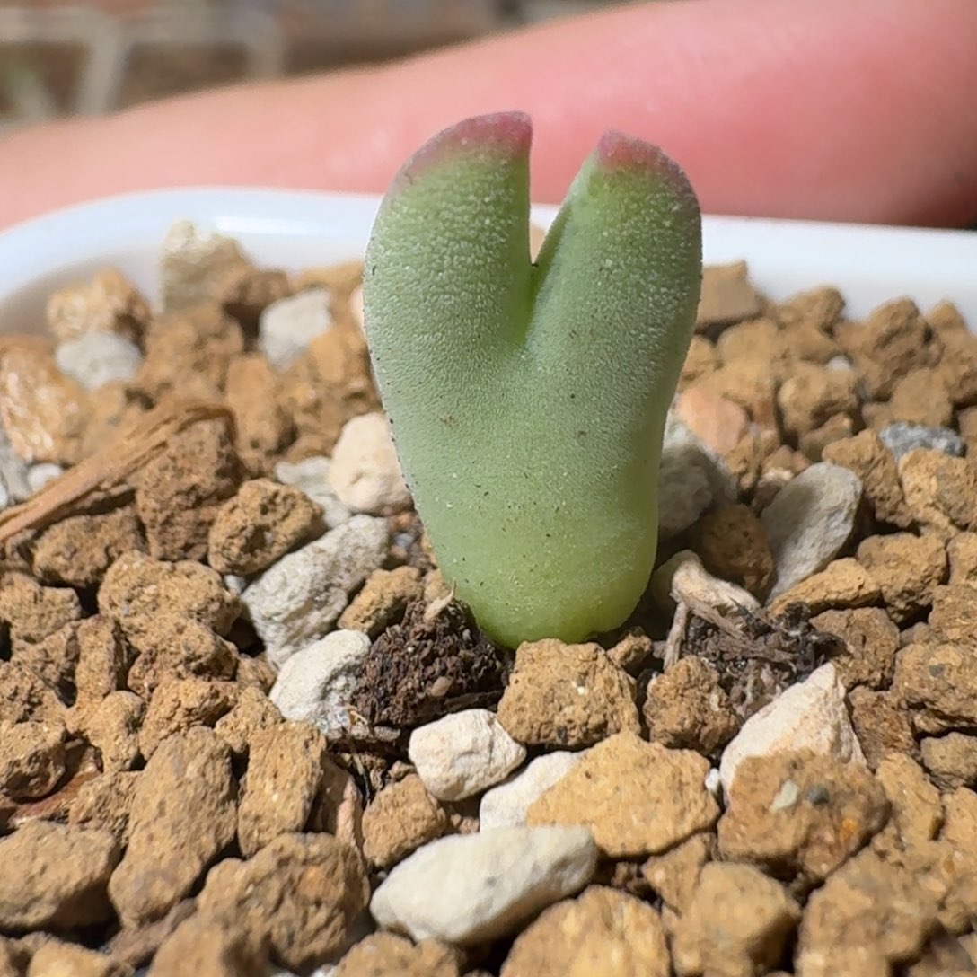 458两年半一颗毛体红啾啾