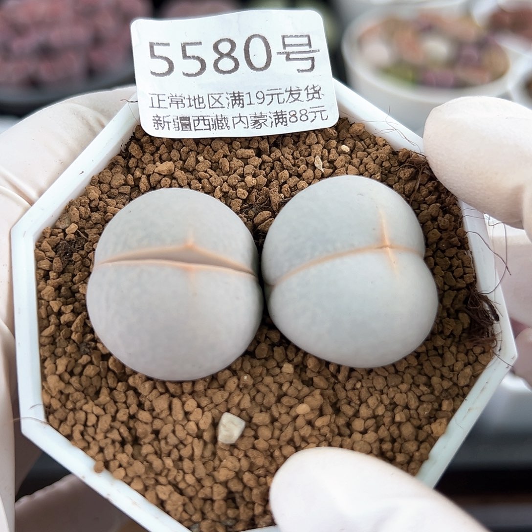5580四年高尔夫两个2.5cm左右