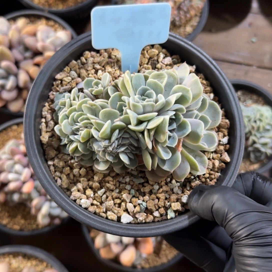 汉堡缀11111111111111111