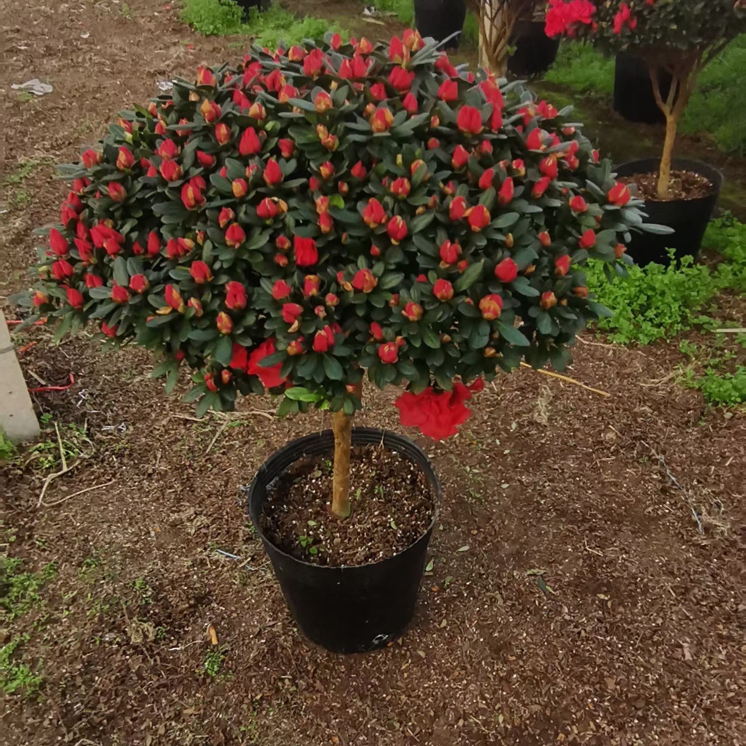 带花苞红宝石杜鹃花四季开花盆栽室内外阳台好养耐寒耐热