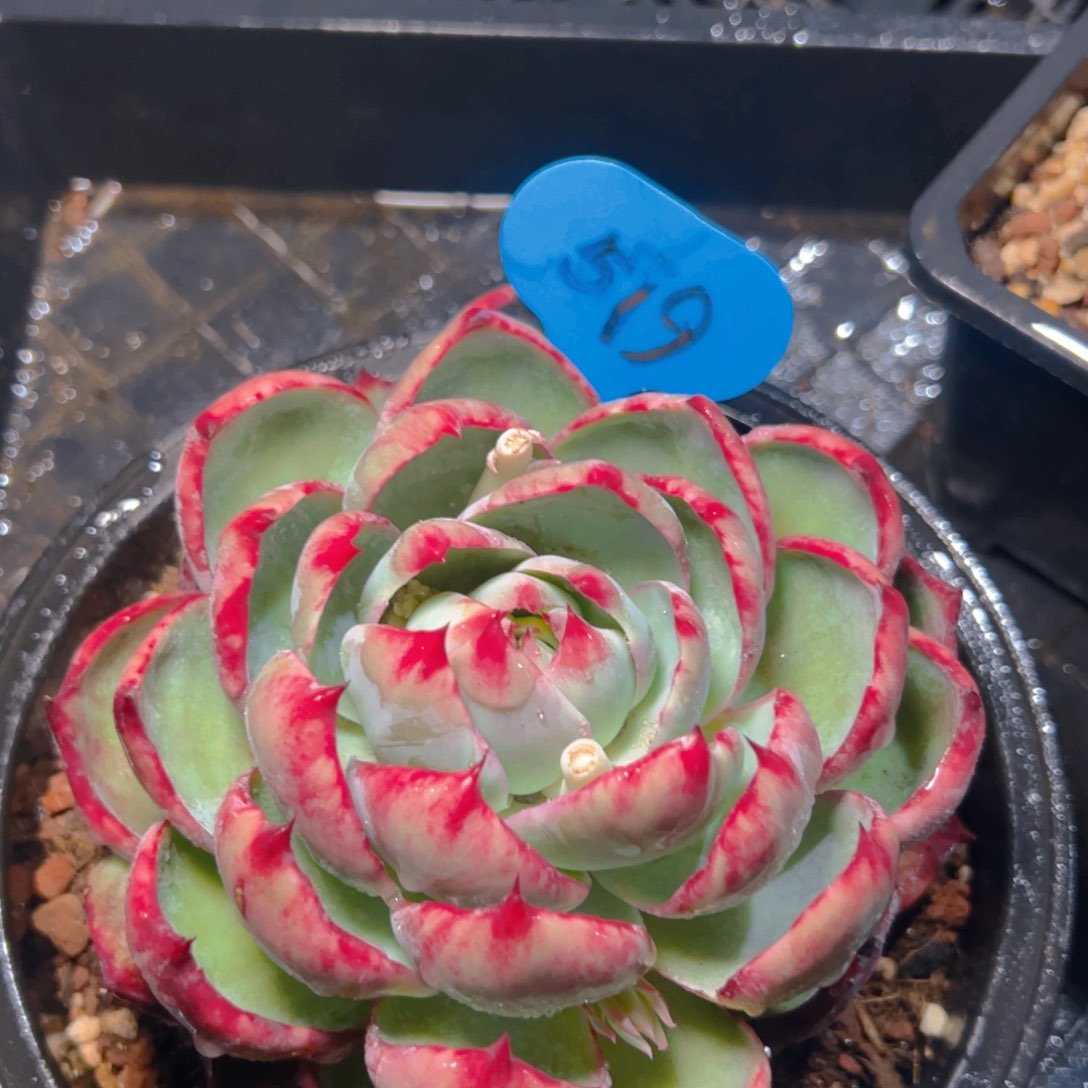 惊鸿仙子一物一拍579号