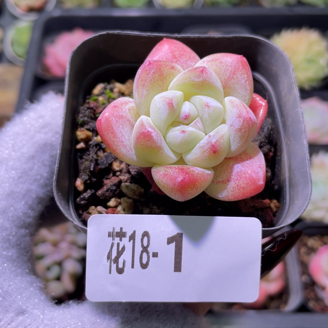 花利美18-1冰玉单头