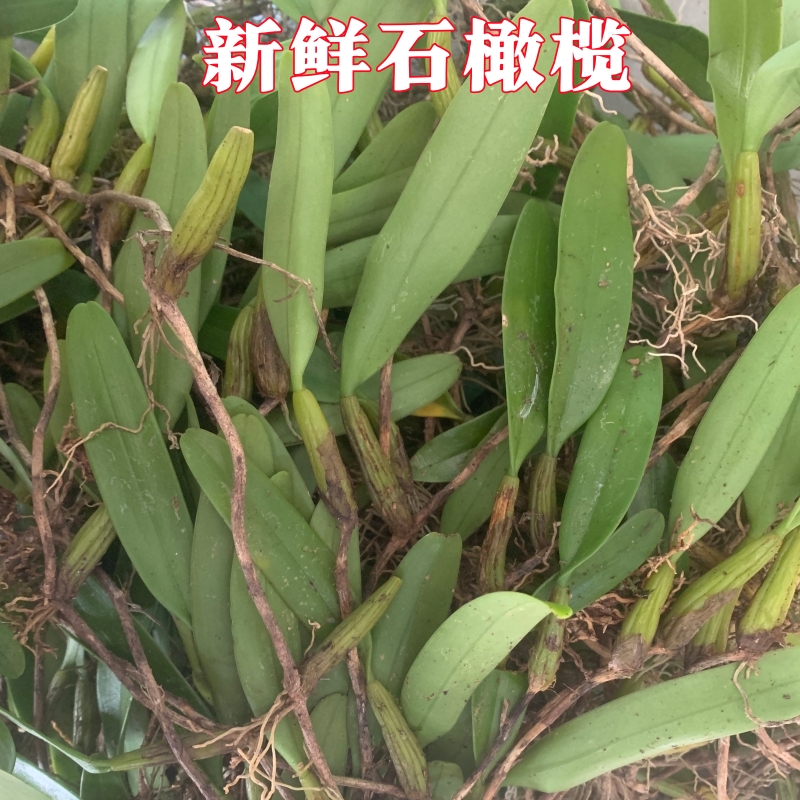 单叶石橄榄新鲜采挖带根炖汤鸡煲火锅佳品