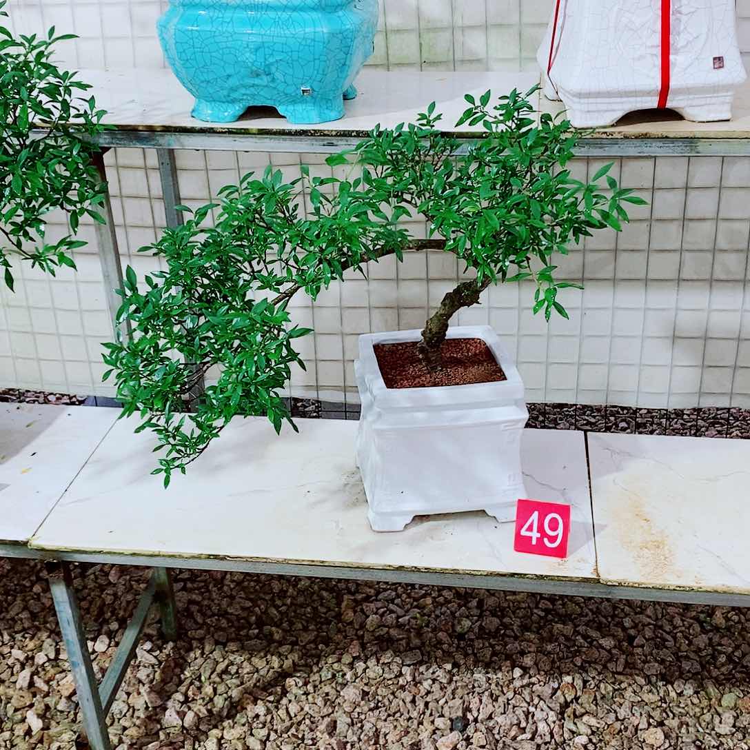 四季揽叶一物一拍