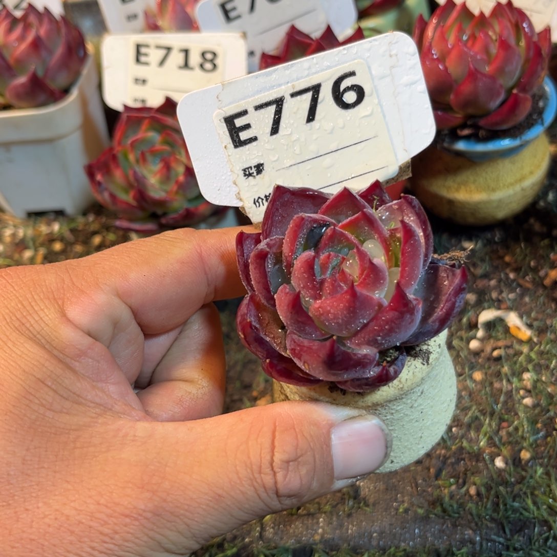 惊鸿一瞥776号多肉